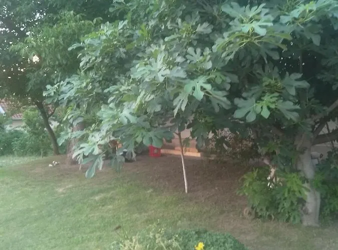 Family Ana - Star Голубац